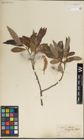 Foto von Salix laevigata Bebb